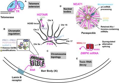 RNAs as Regulators of Cellular Matchmaking